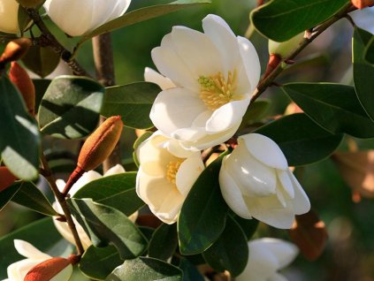 Michelia 'Fairy Magnolia Honey Velvet'