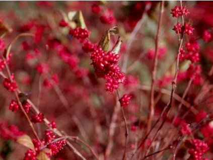 berry