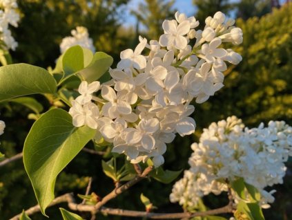 Orgován obyčajný 'Lebioduszka'
