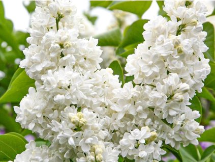 Orgován obyčajný 'Monique Lemoine'