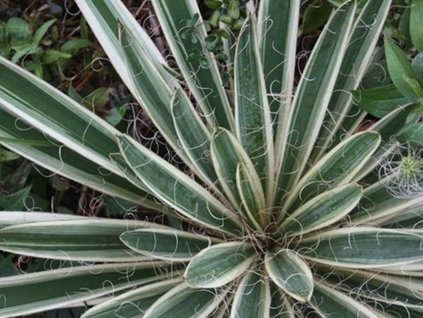 Juka vláknitá 'Ivory Tower' - Yucca filamentosa 'Ivory Tower'