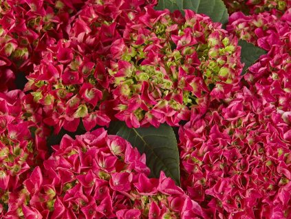 Hortenzia kalinolistá Saxon® 'Bright Red'