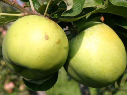 Jabloň 'Citrónové zimné'