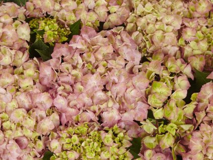 Hortenzia kalinolistá 'Sweet Lips®'