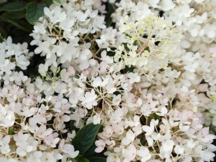 Hortenzia metlinatá Groundbreaker® 'Blush'