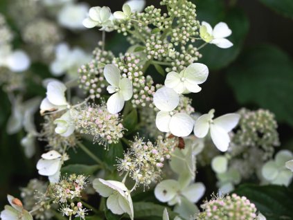 Hortenzia metlinatá 'White Lady'
