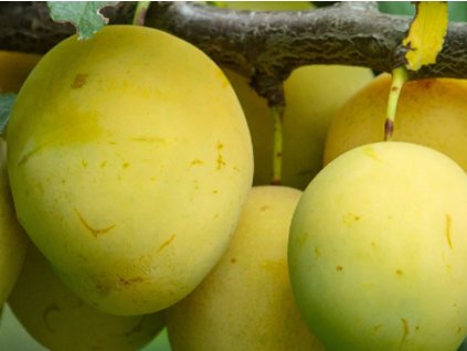 Ringlota 'Rheingold®'