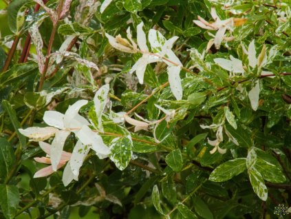 Salix Hakuro Nishiki (1)