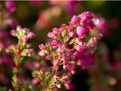 Vresovec vznešený 'Pippi Langstrumpf'