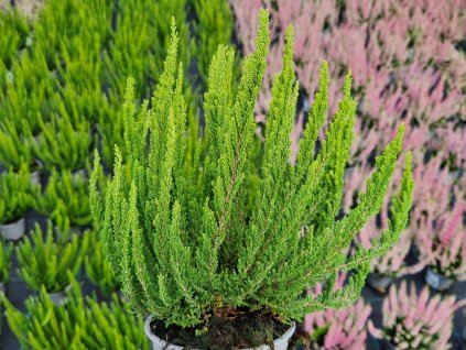 Vres obyčajný 'Zelia'