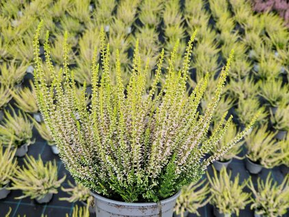 Vres obyčajný  'Tamara'