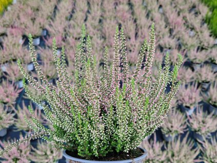 Vres obyčajný 'Sabine'