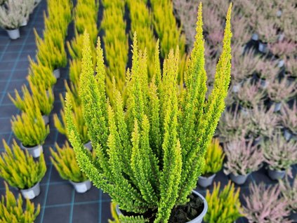 Vres obyčajný Skyline 'Las Vegas'