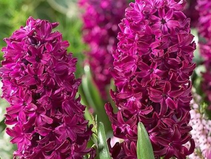 Hyacint 'Woodstock' (Balenie cibuľa 15/16 - 5 ks)