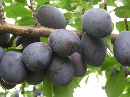 Slivka 'Jojo®'