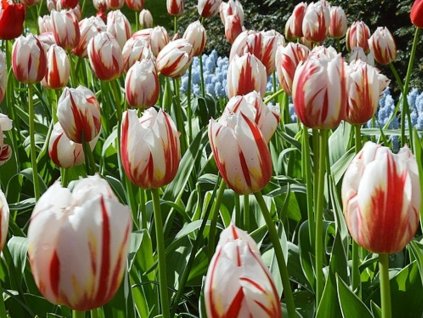 Tulipán 'Happy Generation'