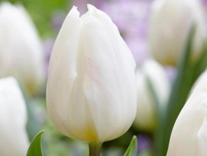 Tulipán 'White Flag'