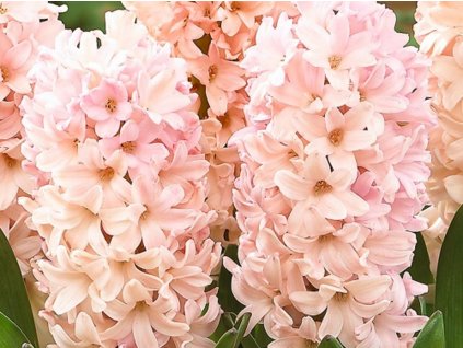 Hyacint 'Apricot Passion'