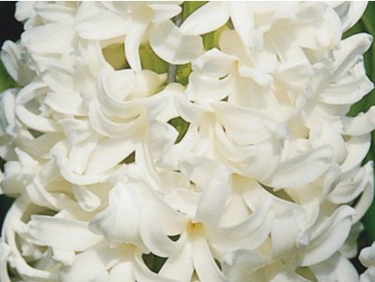 Hyacint'Aiolos'