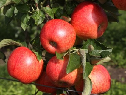 Jabloň 'Freiherr von Hallberg'