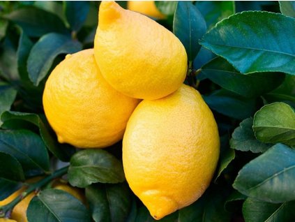 Citrónovník 'Cappuccio'