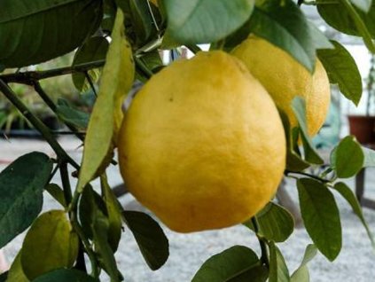 Citrónovník 'Lipo'
