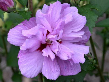 ardens