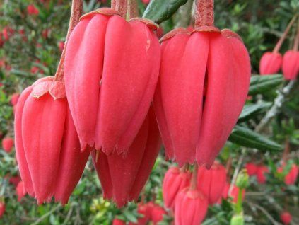klerodendron2