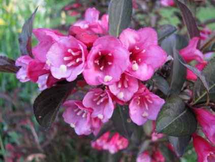 Vajgela kvetnatá  'Foliis Purpureis'