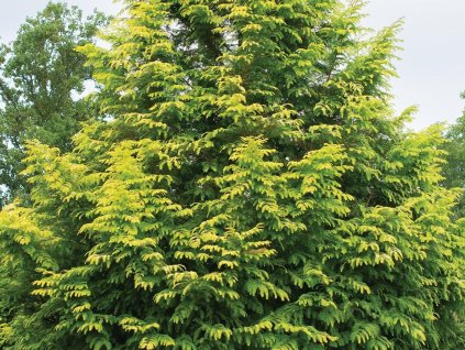 Metasekvoja čínska 'Amber Glow'