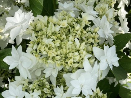 Hortenzia kalinolistá 'Finya®'