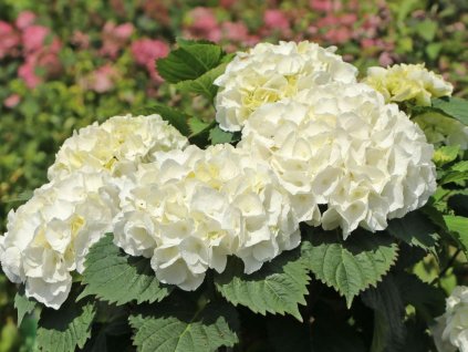 Hortenzia kalinolistá 'Hi Chrystal Palace'