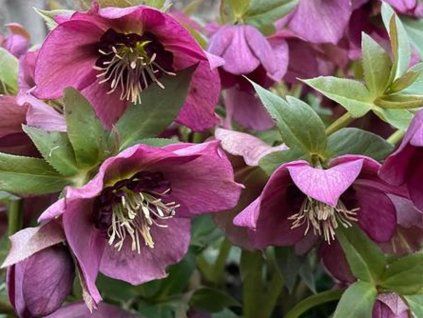 elen