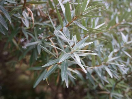 Rakytník rešetliakový 'Hikul'