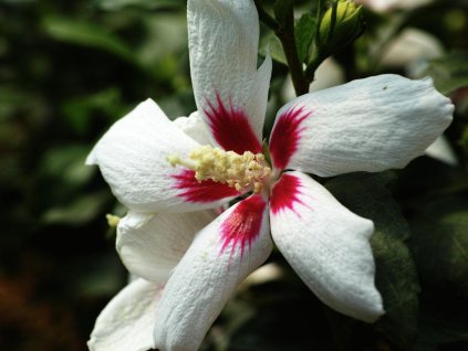 Ibištek sýrsky 'Woojoen®'