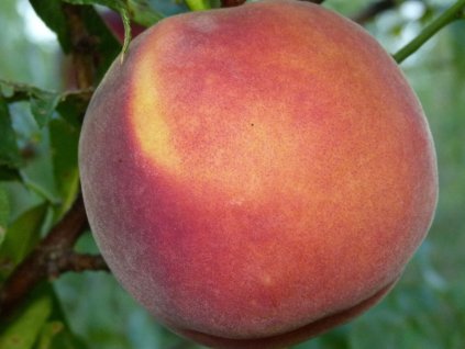 Broskyňa 'Jayhaven'