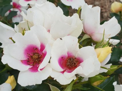 Ruža 'Looking for Love'