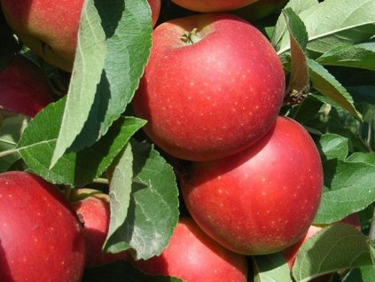 Jabloň 'Mars'