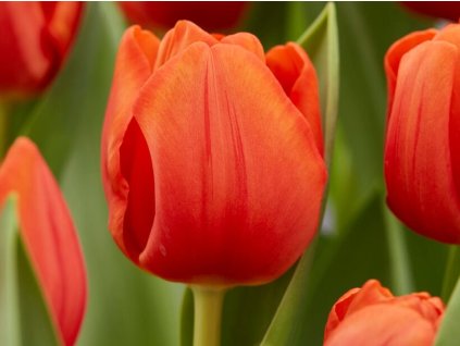 Tulipán 'Cadans®'