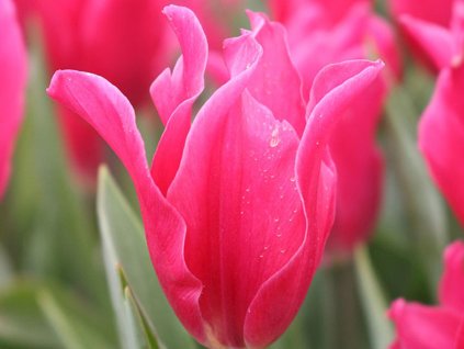 Tulipán 'Pretty Love®'