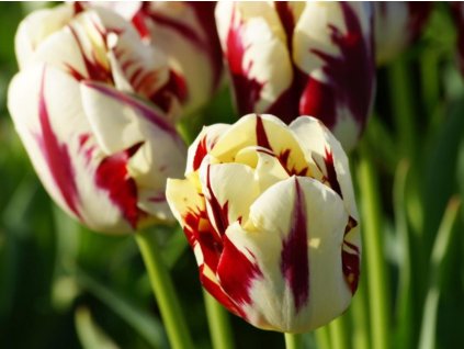 Tulipán 'Grand Perfection'