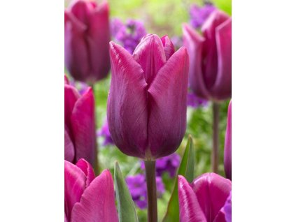 Tulipán 'High Five'