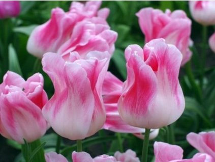 Tulipán 'Holland Chick'