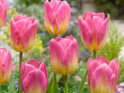 Tulipán 'Tom Pouce'