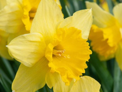 Narcis 'Carlton'