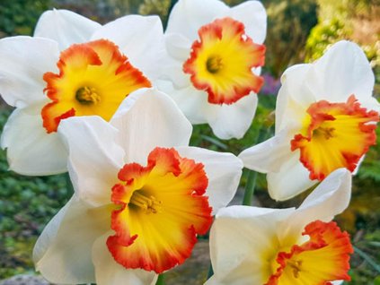 Narcis 'Pink Bomb'