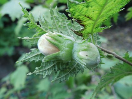 Lieska obyčajná 'Quercifolia'