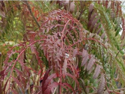 Jarabina 'Chinese Lace'
