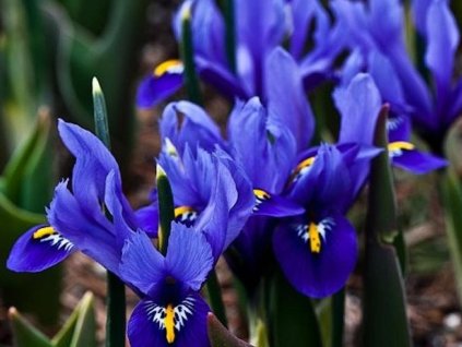 Kosatec sieťkovaný 'Harmony'