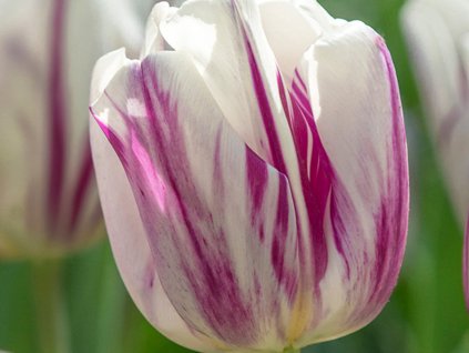 Tulipán 'Flaming Flag'
